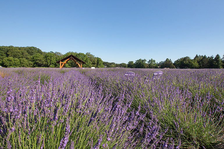 Lavender by the Bay - family entertainment