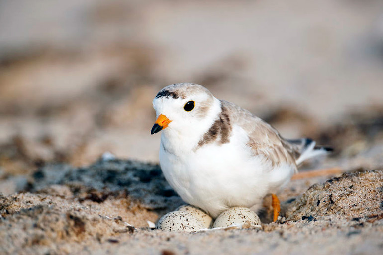 Piping plover nesting on eggs