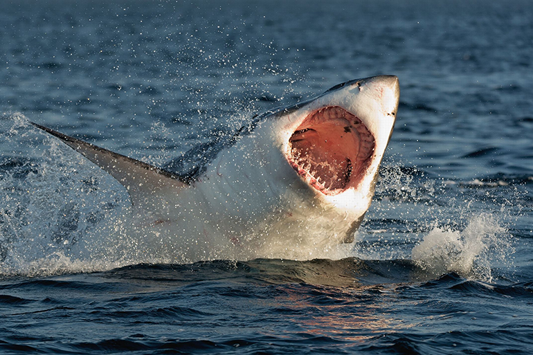 Hunting of a Great White Shark (Carcharodon carcharias). South Africa