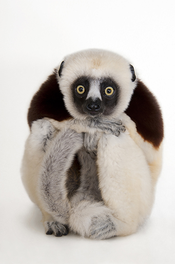 A Coquerel’s sifaka, Propithecus coquereli, at the Houston Zoo, Photo: © Joel Sartore National Geographic Photo Ark (natgeophotoark.org)