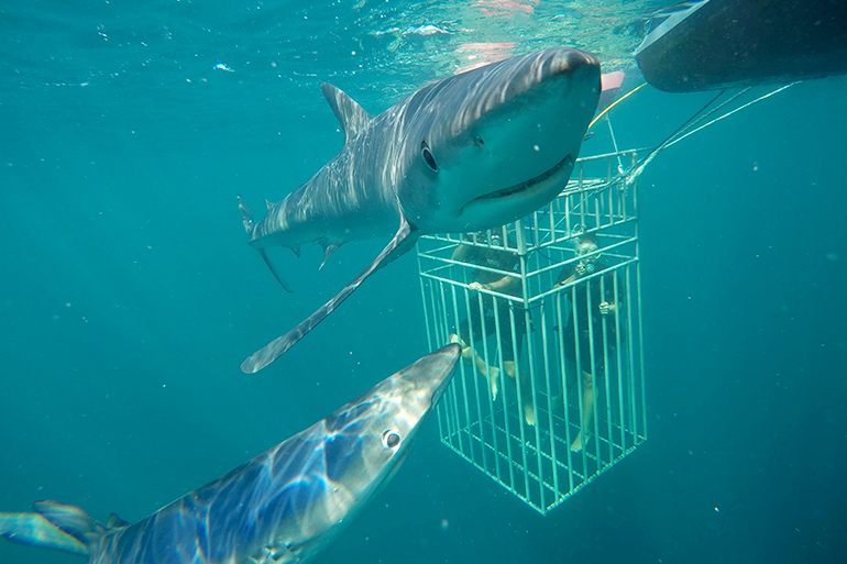 Shark cage diving with Sea Turtle Charters