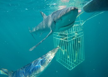 Shark cage diving with Sea Turtle Charters