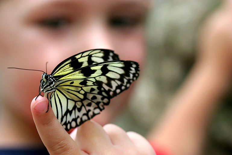 selective focus picture of a butterfly on a child's finger.