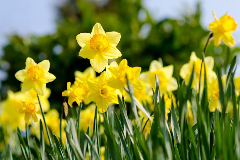 Spring daffodils