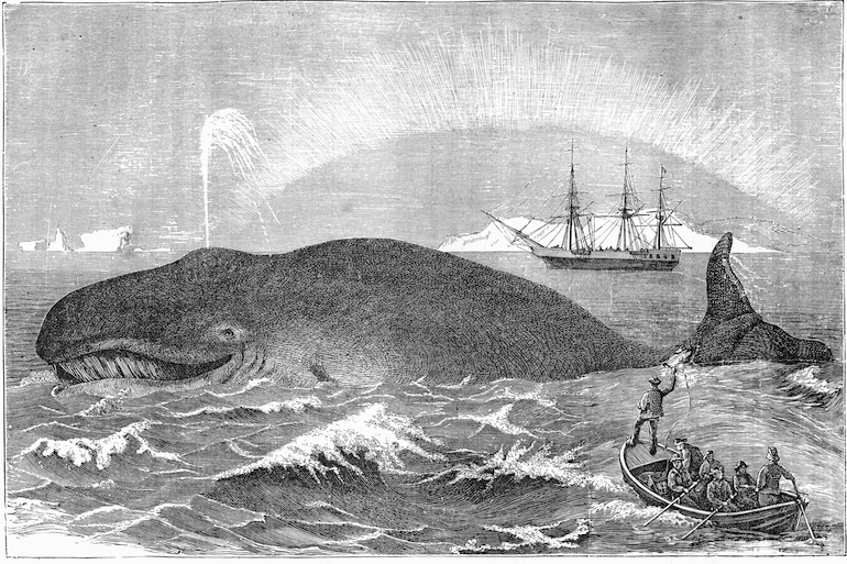 Vintage engraving showing Whalers attacking a whale with a harpoon, 19th Century