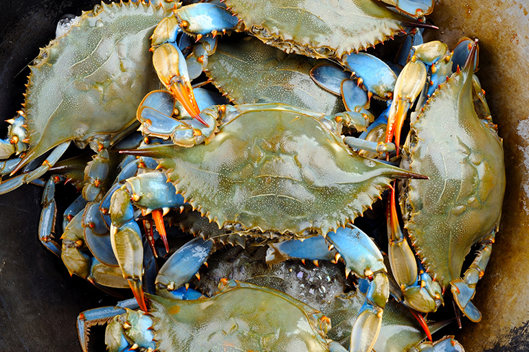 Blue crabs