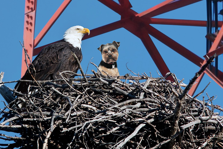 Teacup Yorkie in bald eagle's nest