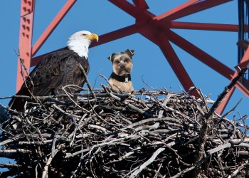 Teacup Yorkie in bald eagle's nest