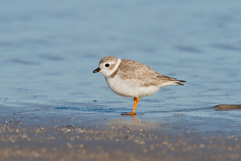 Piping plover in winter, or non-breeding plumage standing on a beach with ocean in background.