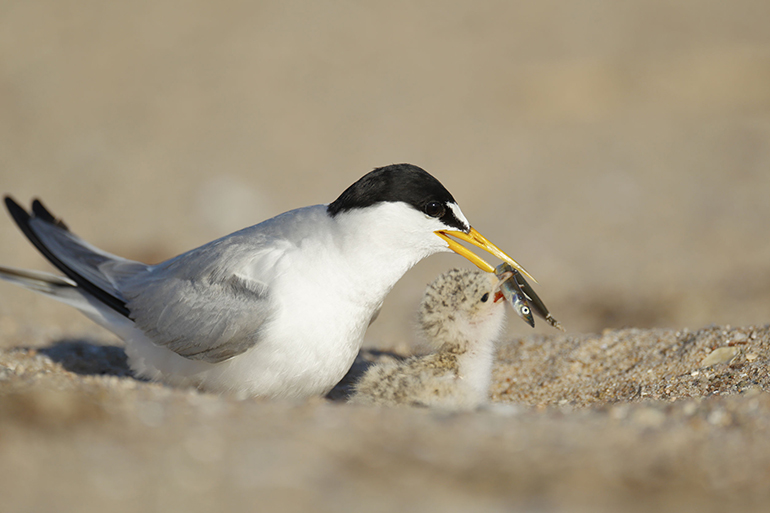A tern feeding its chick, Photo: Paul Tessier/123RF