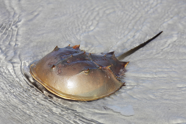 Horseshoe Crab, Photo: Viktor Chernyavskiy/123RF