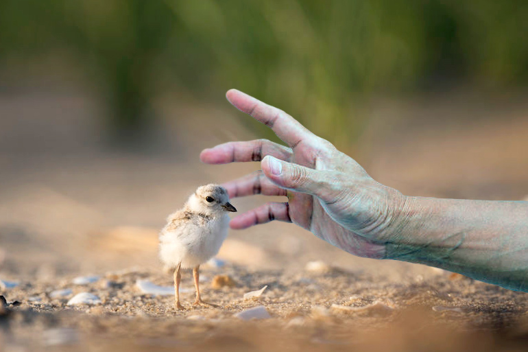 Hand snatching Hamptons piping plover
