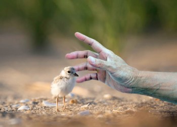 Hand snatching Hamptons piping plover
