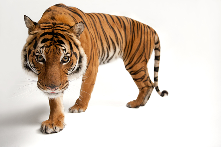 The Malayan tiger (Panthera tigris jacksoni), Photo: © Photo by Joel Sartore/National Geographic Photo Ark (natgeophotoark.org)