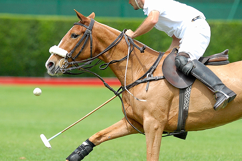 action polo match, one player.