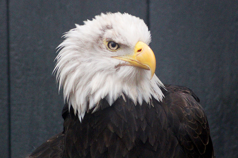 Sam the bald eagle at Quogue Wildlife Refuge