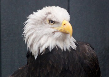 Sam the bald eagle at Quogue Wildlife Refuge