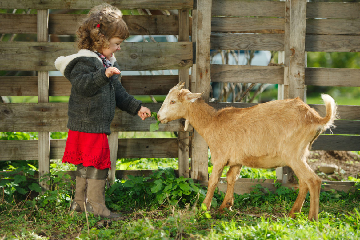 cute little girl feeding goat in the garden