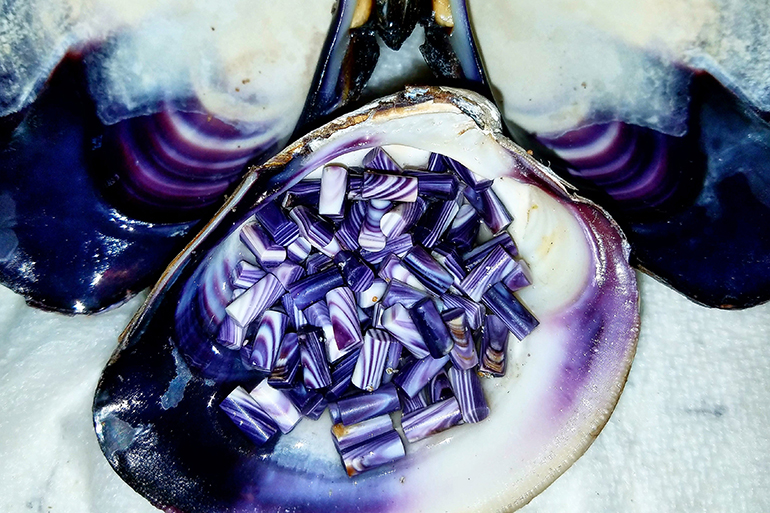 Wampum beads in the quahog shells they're made from