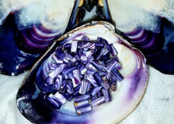 Wampum beads in the quahog shells they're made from