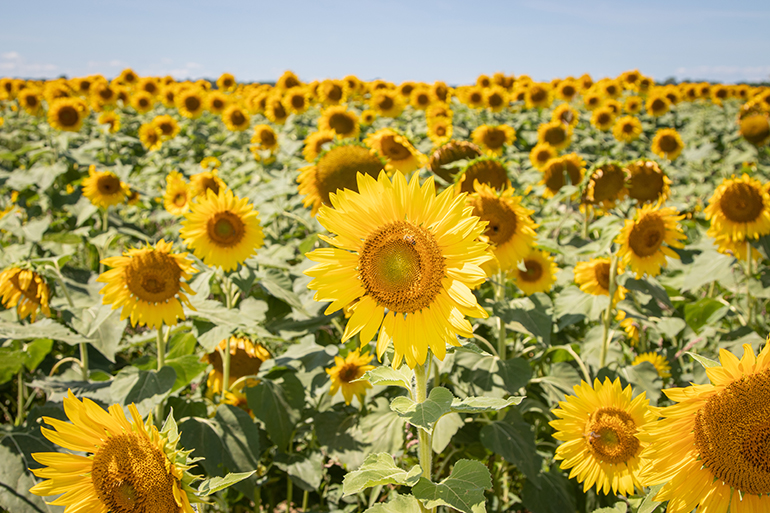 The Sunflower Maze on Sidor Farm
