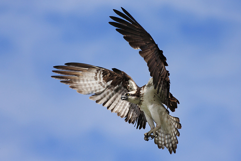 Osprey, Photo: James Cumming/123RF