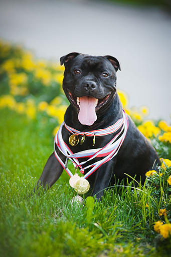 happy proud dog stafford terrier with medals