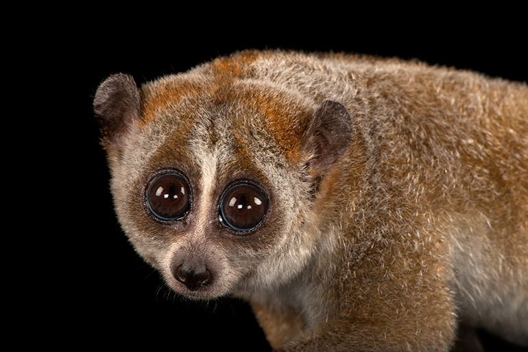 Pygmy Slow Loris (Nycticebus pygmaeus) by Joel Sartore Photo Ark Southampton Arts Center