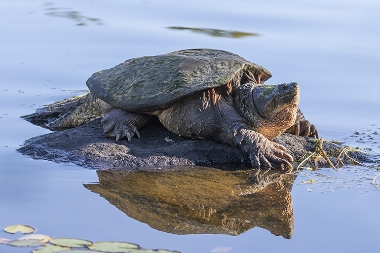 Snapping Turtle