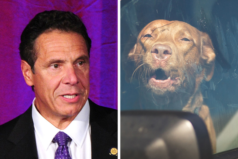 Andrew Cuomo signed legislation allowing more emergency responders to rescue dogs trapped in hot/cold vehicles, Photos: ©PATRICKMCMULLAN; 123RF