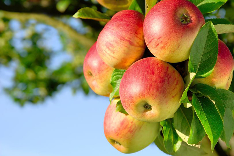 Apples on the tree