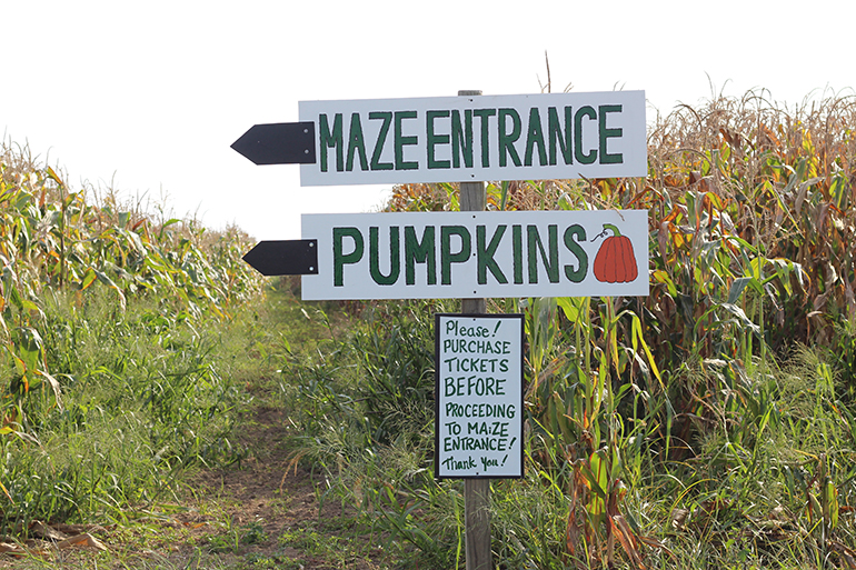 Fairview Farm offers pumpkin picking and the Corn Maize throughout the fall