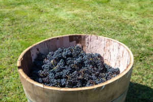 Grapes for stomping