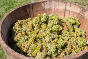 Grapes for stomping