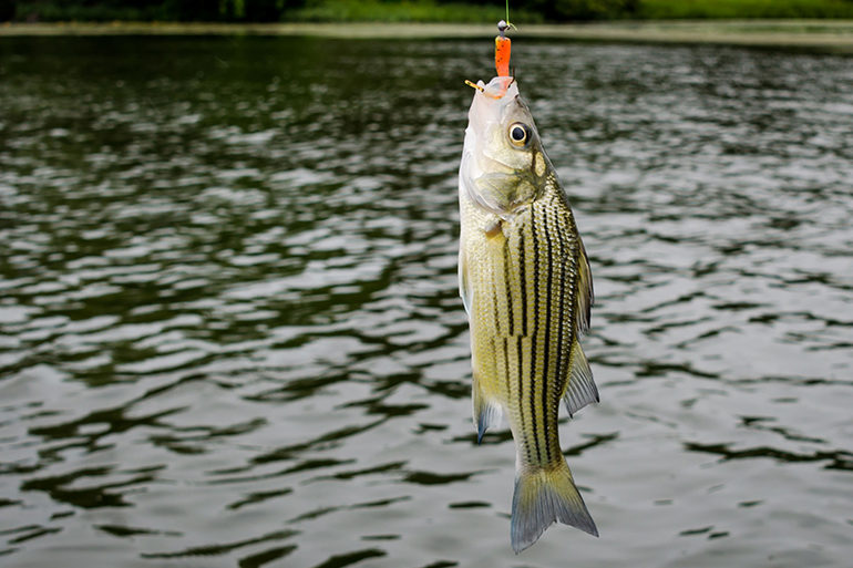 Striped bass