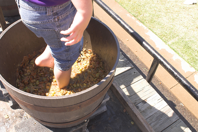 A boy stomping grapes to make wine.