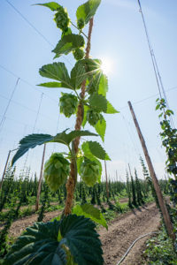 Hops growing at Jamesport Farm Brewery