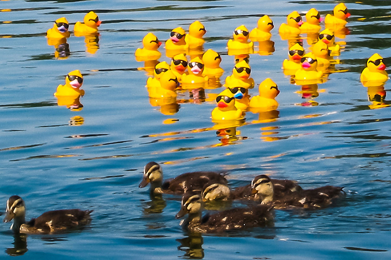 river full of yellow rubber ducks at annual rubber duck regatta. real ducks for comparison