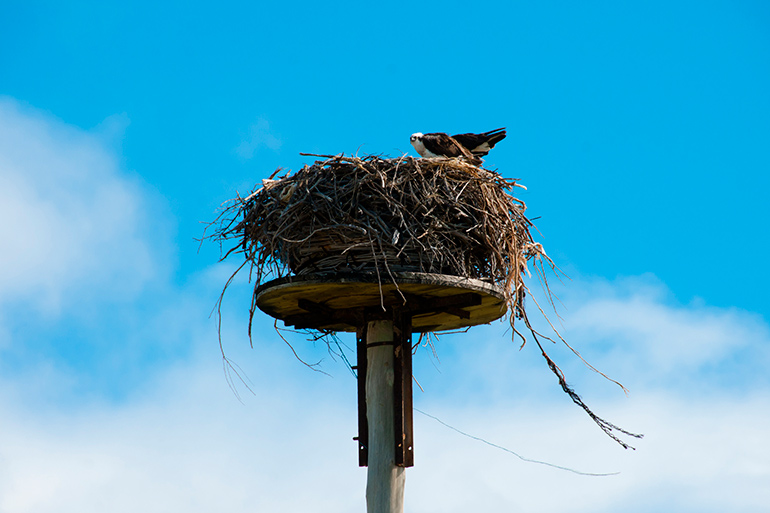 Osprey nest blue sky