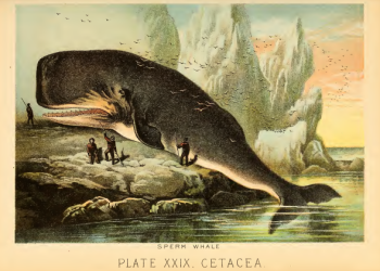 whaling