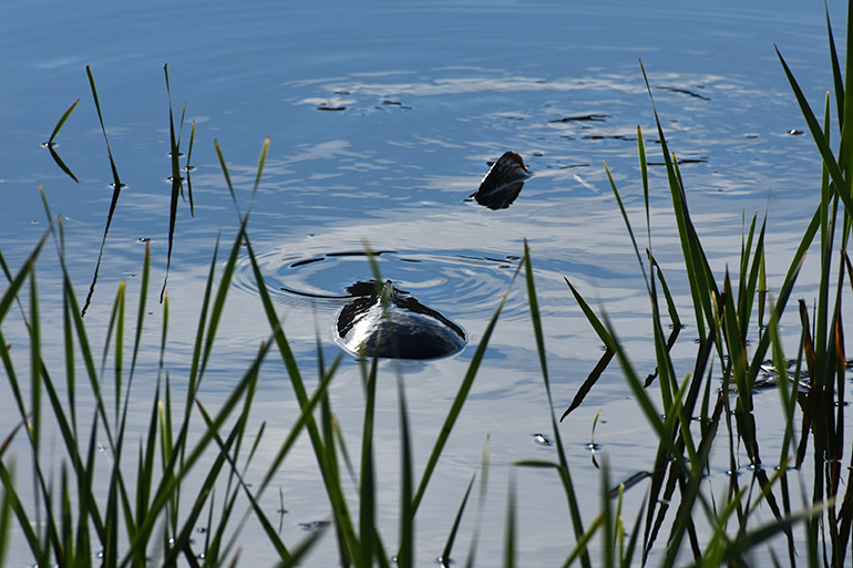 The Long Pond Monster appears