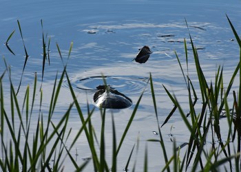 The Long Pond Monster appears
