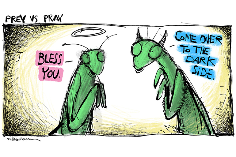 Preying mantis cartoon by Mickey Paraskevas