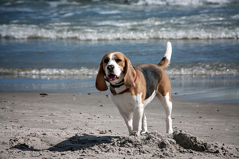 Dog beagle breeds having fun on the sand of the seashore.