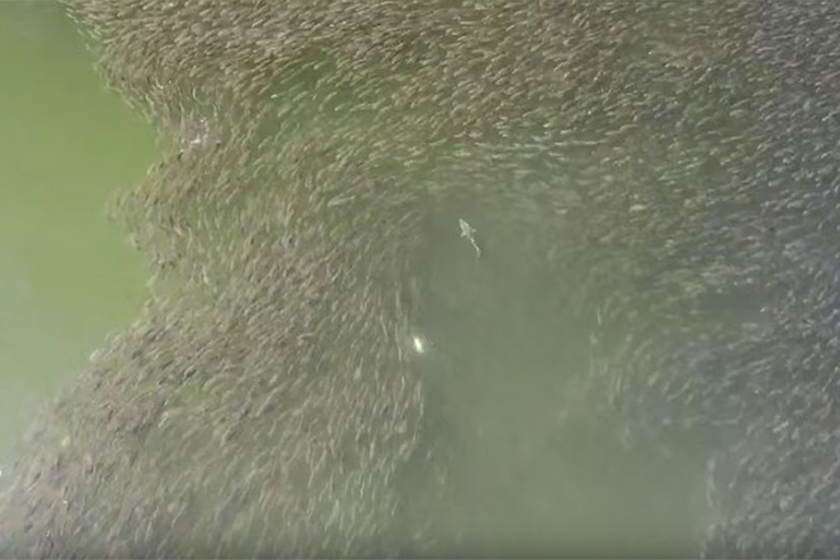 Drone footage of Hamptons sharks feeding on bunker fish