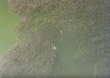 Drone footage of Hamptons sharks feeding on bunker fish