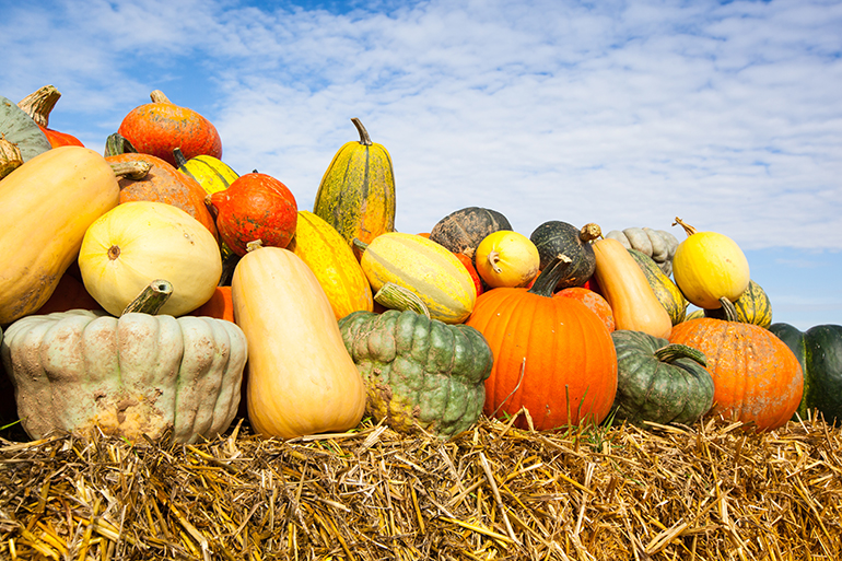 pile of pumpkins on a bale of straw under a blue sky in harvest