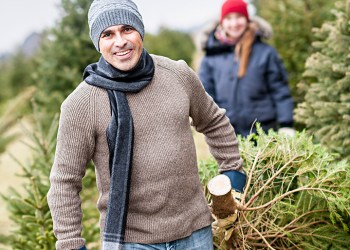 Cut down your own Christmas tree
