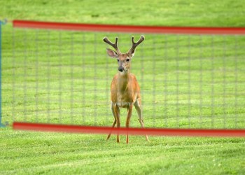 Young deer buck on green grass with blurred volleyball net in foreground