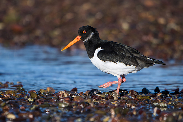 eurasian oystercatcher, oystercatchers, haematopus ostralegus